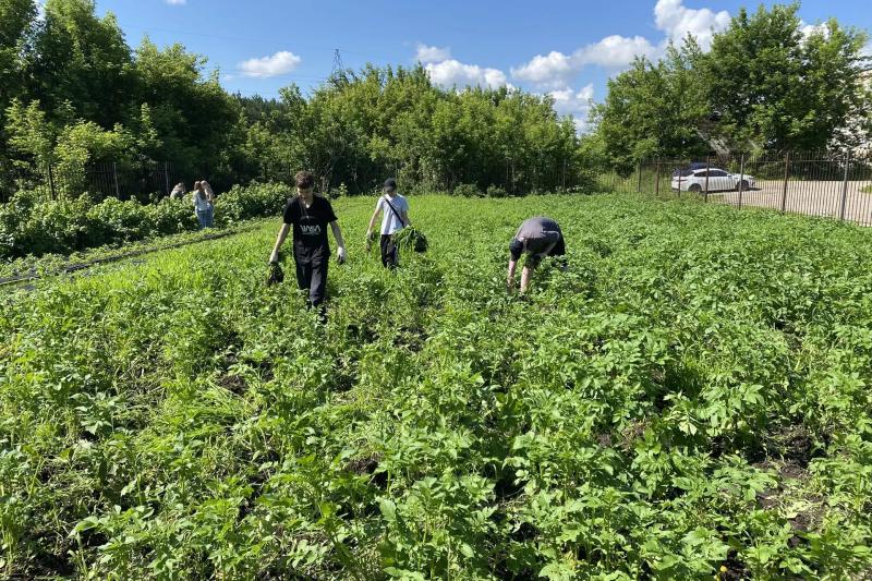 Трудовое лето — время профессиональных проб и новых открытий