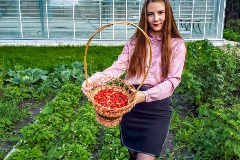 Урожай земляники